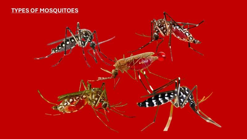 Malaria Prevention Tips During Rainy Season
